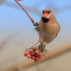 Brkoslav severni - Bombycilla garrulus - Bohemian Waxwing 9200
